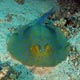 Blue-spotted ribbontail ray - Egypt