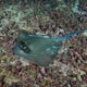 Blue-spotted stingray - Indonesia