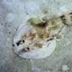 Lesser electric ray – Cozumel