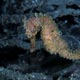 Thorny seahorse, Lembeh Straits