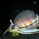 Casmaria erinaceus - helmut shell