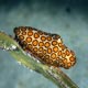 Cyphoma macgintyi - spotted cyphoma