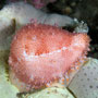 Pink-mouth egg cowrie