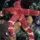 Starfish - Gomophia sp.