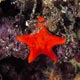 Biscuit starfish