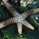 Starfish - Nardoa sp.