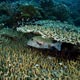 Juvenile emperor angelfish