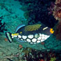 Clown triggerfish, Indonesia