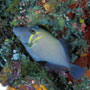 Scythe triggerfish, Maldives