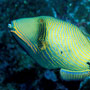 Orange-lined triggerfish, Thailand