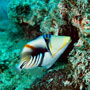 Picasso triggerfish, Borneo