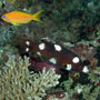 Axilspot hogfish, juvenile, Maldives