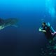 Whale shark, Thailand