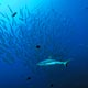 Grey reef shark, Palau