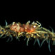Sea whip shrimp